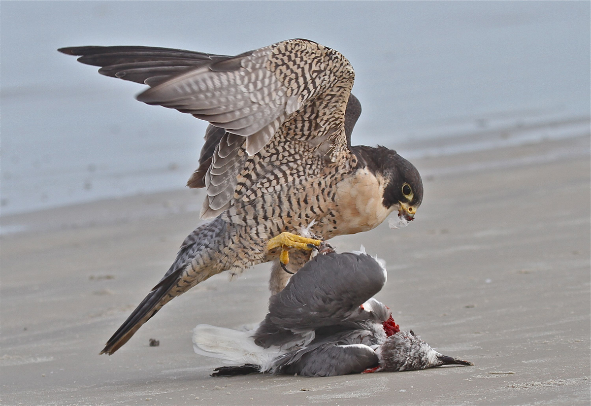 Resultado de imagem para peregrine falcon hunting