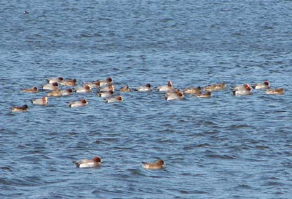 (Eurasian) Wigeon, Mareca penelope