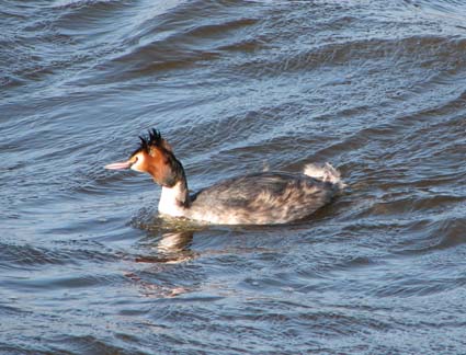 Great Crested Grebe, Podiceps cristatus