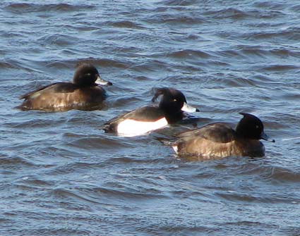 Tufted Duck, Athya fuligula