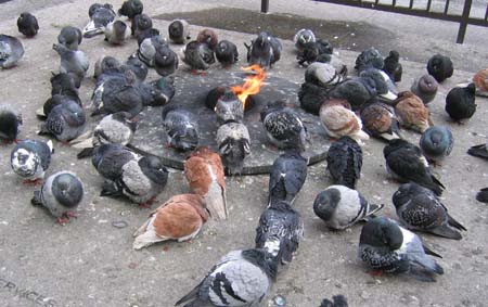 Pigeons keeping warm in Daley Plaza, Chicago