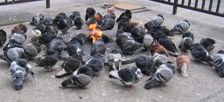 Pigeons keeping warm in Daley Plaza, Chicago