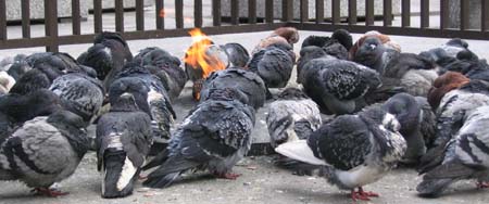 Pigeons keeping warm in Daley Plaza, Chicago