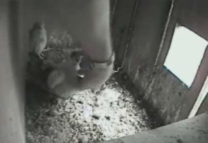 Common Kestrels get ringed in the Netherlands