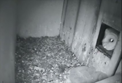 Barn Owl visits Common Kestrel nest box in the Netherlands