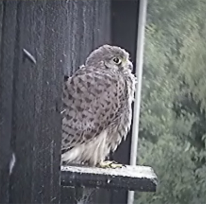 Common Kestrel juvenile in the Netherlands