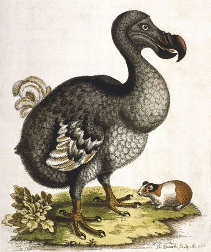 dodo