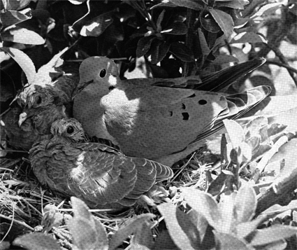 Dove with chicks