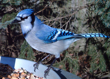 Blue Jay captured by Wingscapes BirdCam