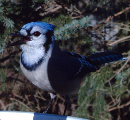 Blue Jay captured by Wingscapes BirdCam