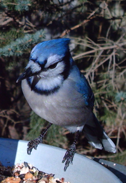 Blue Jay captured by Wingscapes BirdCam