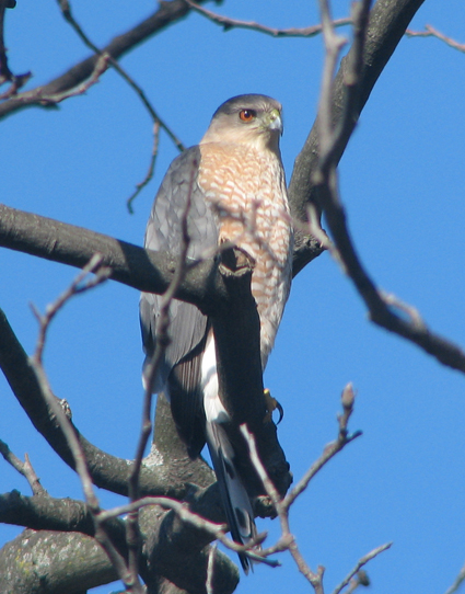 Cooper's Hawk in our back yard