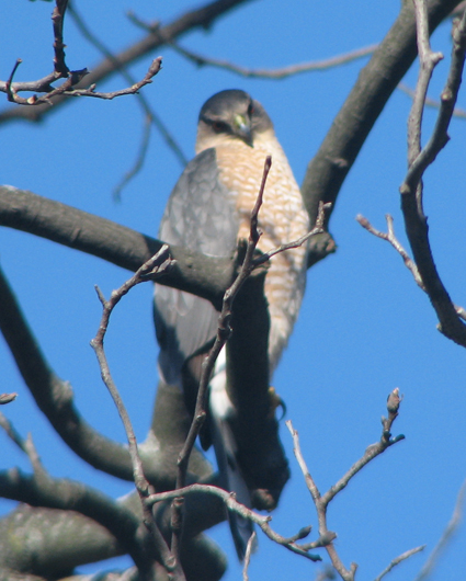 Curious Cooper's Hawk