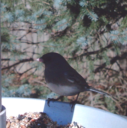 Slate-colored Junco captured by Wingscapes BirdCam