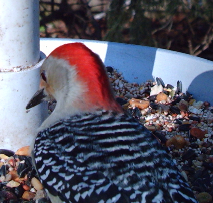 Red-bellied Woodpecker captured by Wingscapes BirdCam