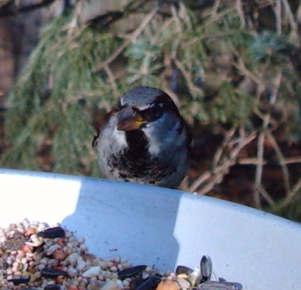 House Sparrow captured by Wingscapes BirdCam