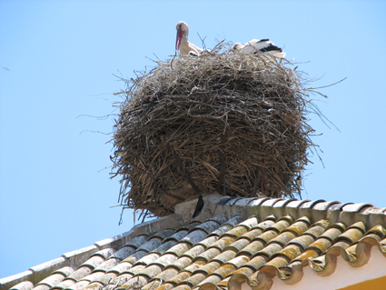 Stork Nest