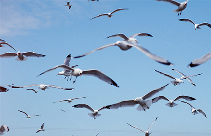 gulls