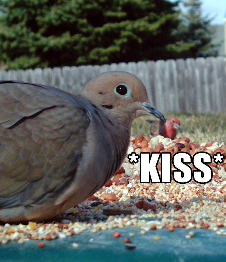 dove-finch-kiss-lolbird