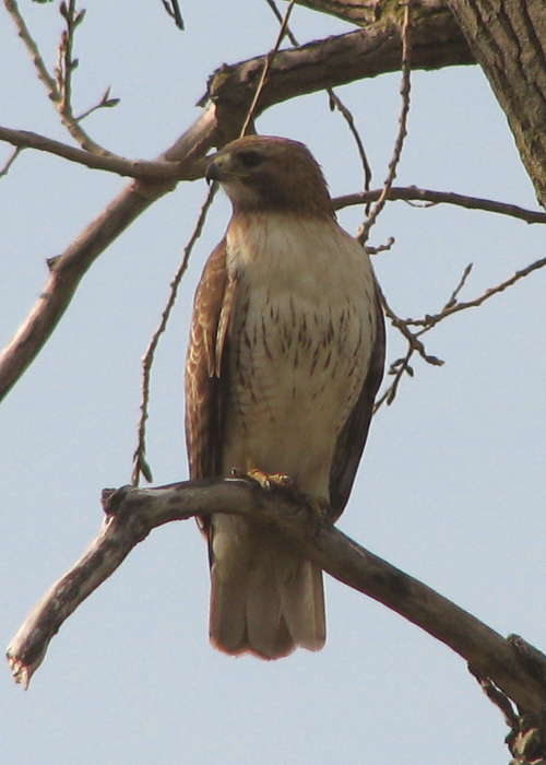 red-tailed2