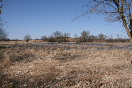 wetland-from-trail