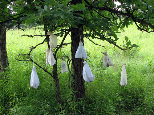 Birds waiting to be banded