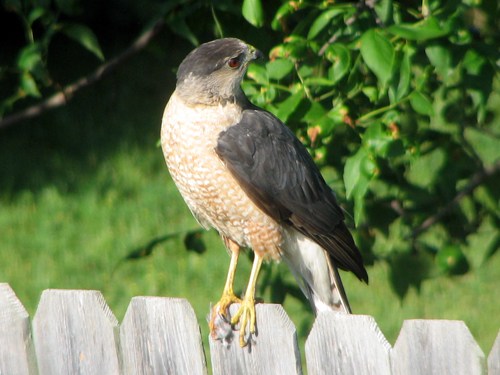 Cooper's Hawk on our back yard fence