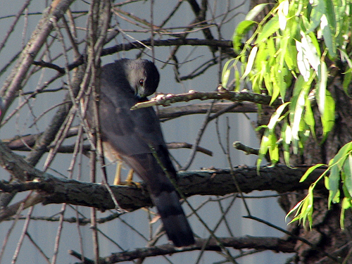 Cooper's Hawk Preening