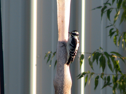 Downy Woodpecker on finch sock