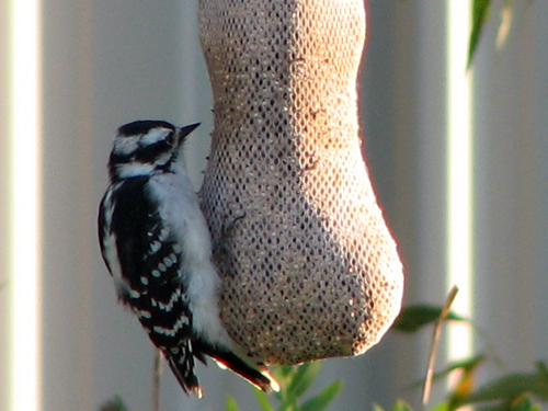 Downy thinks she's a finch