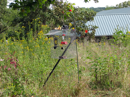 Open hummingbird trap