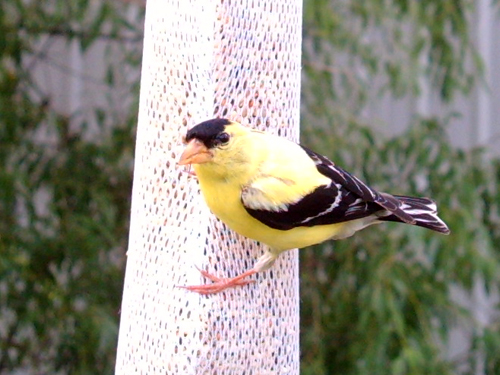 Suspicious Goldfinch