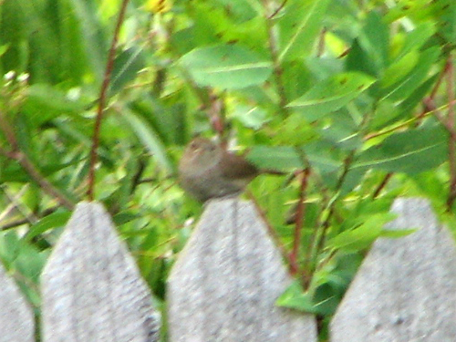 Blurry image of a House Wren