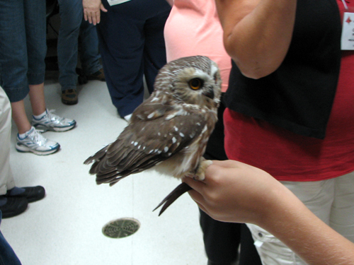 Boopie the Northern Saw-whet Owl