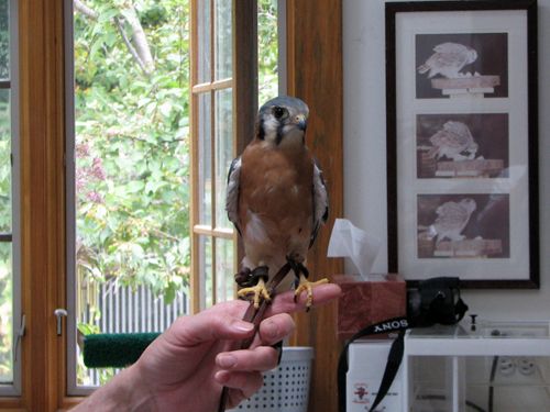 Carson the American Kestrel