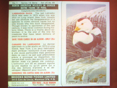 Labrador Duck trading card