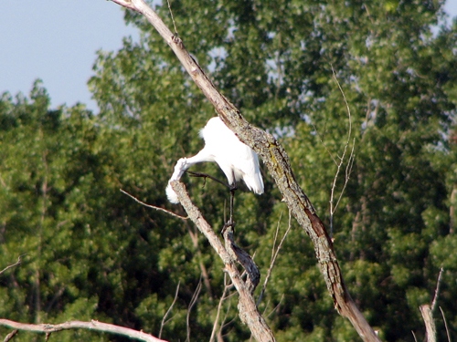 Great Egret with an itch