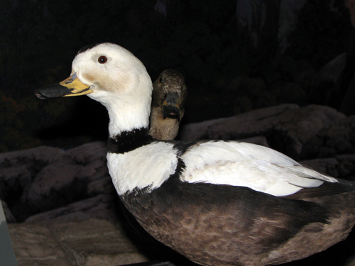 Labrador Ducks