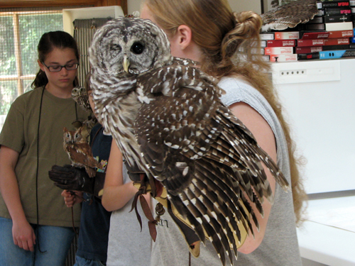 Griffin the Barred Owl