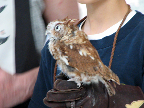 Hubie the Eastern Screech Owl