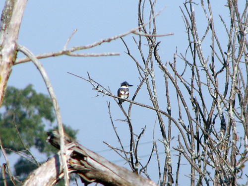 Belted Kingfisher