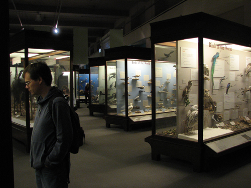 Birds of the World at the Field Museum