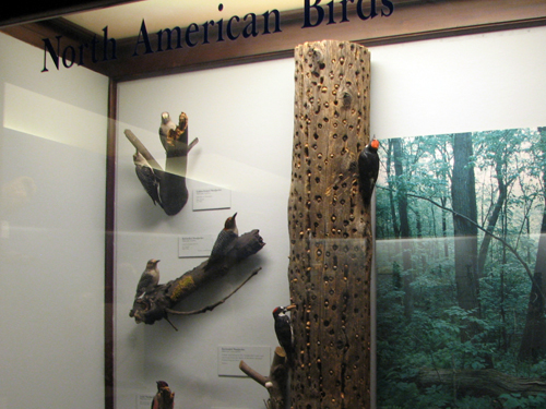 Woodpecker display case