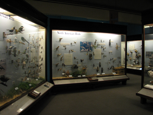 North American Birds at the Field Museum