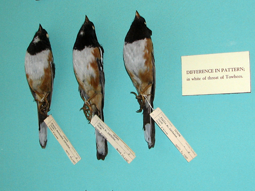 Towhees