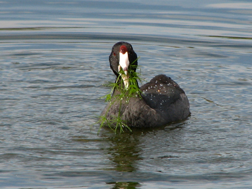 American Coot with big noms