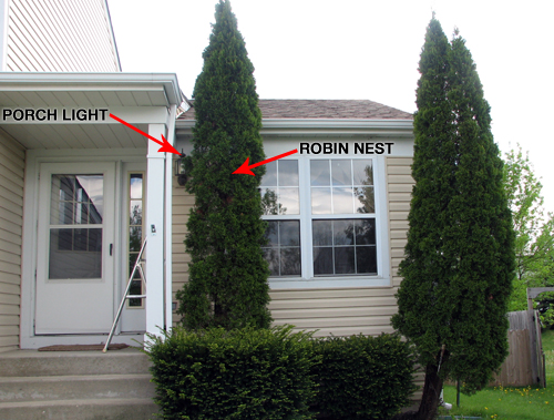 Placement of American Robin nest