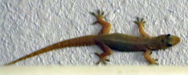 House Gecko sp