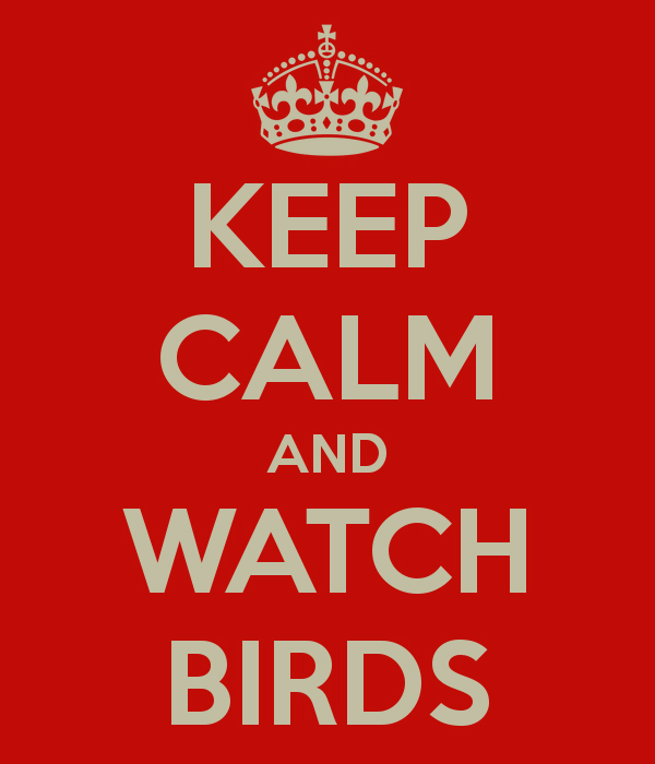 Keep Calm and Watch Birds