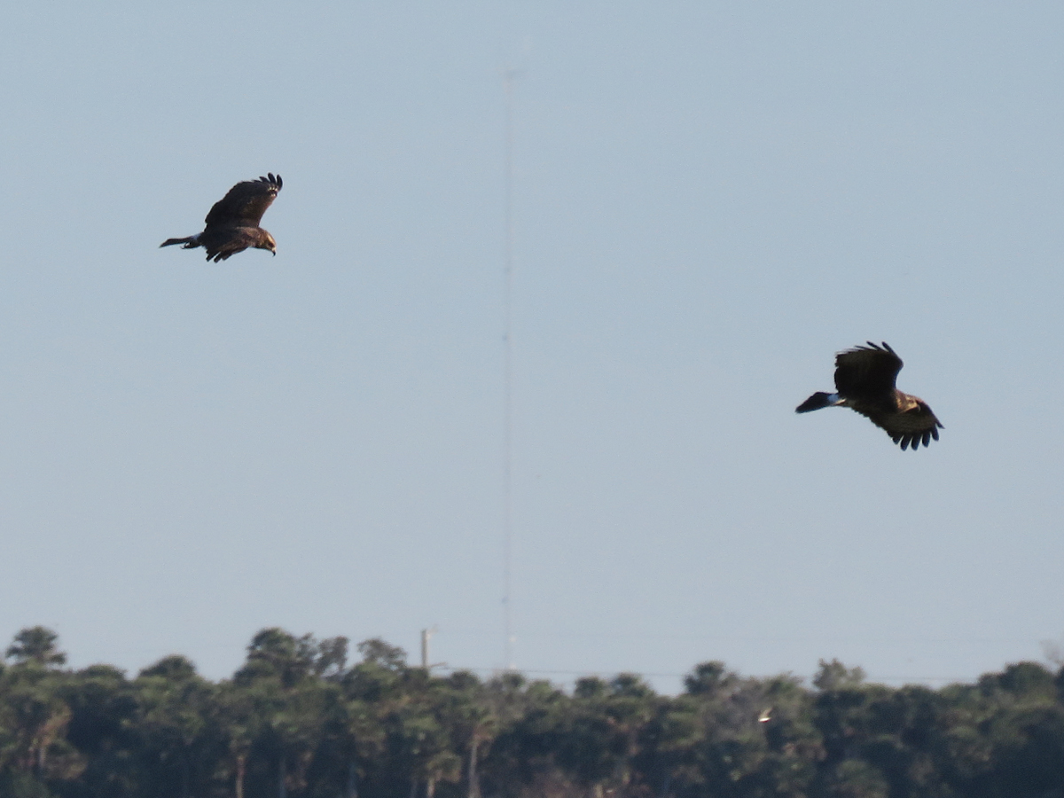 Snail Kites